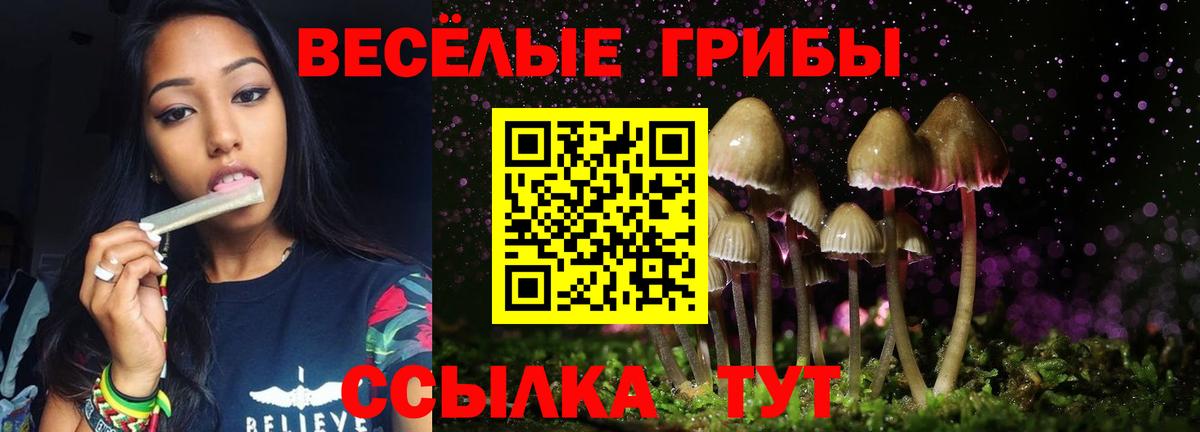 Новозыбков  Галлюциногенные грибы Psilocybe  Вход с VPN 